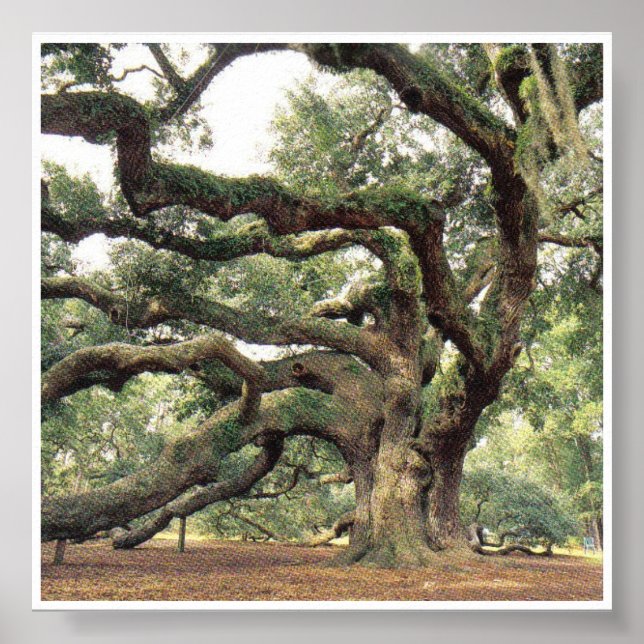 Angel Oak Tree 1,000 years old Poster (Front)