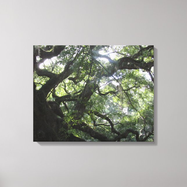 Angel Oak Tree Canvas Print (Front)