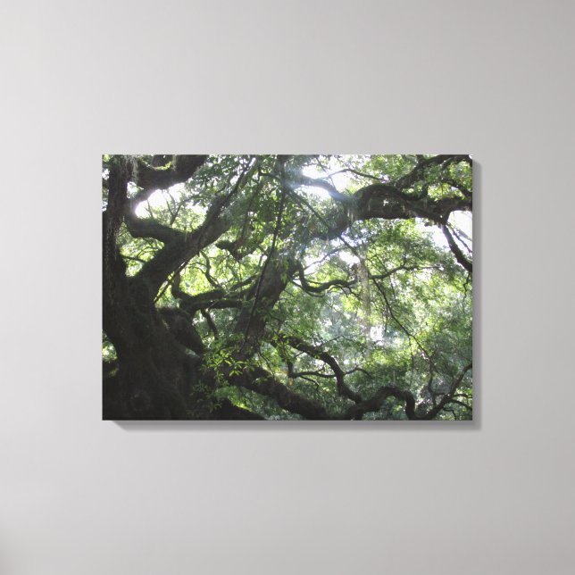 Angel Oak Tree Canvas Print (Front)