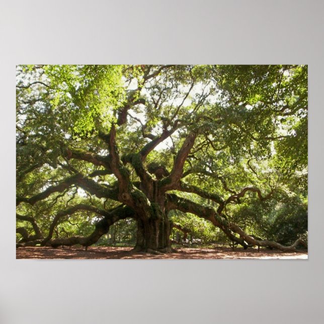 Angel Oak Tree ~ Johns Island, South Carolina Poster (Front)