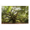 Angel Oak Tree ~ Johns Island, South Carolina