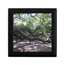Angel Oak Tree Limbs