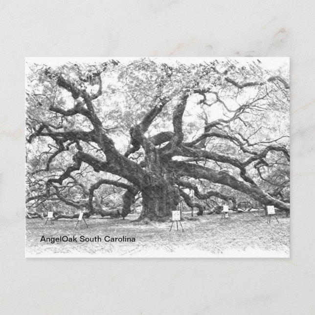 Angel Oak Tree Postcard (Front)