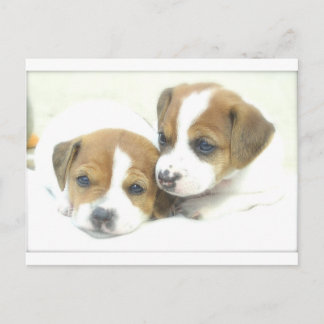 Angel Puppies Postcard