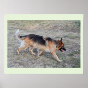 Angel the Alsatian dog Poster