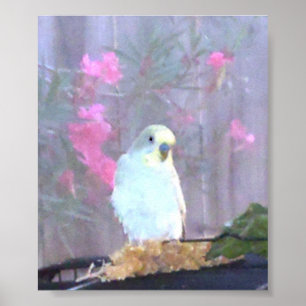 Angel the Budgie Poster