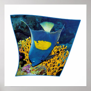 Angelfish at coral reef - Photographic design    Poster