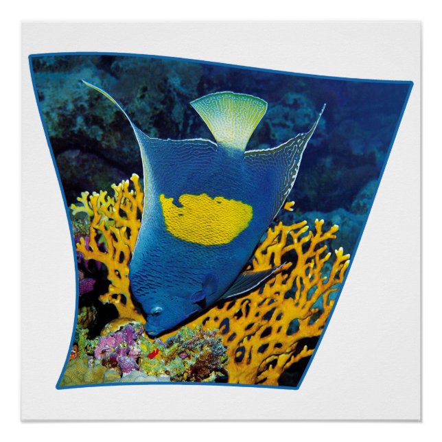 Angelfish at coral reef - Photographic design |  Poster (Front)