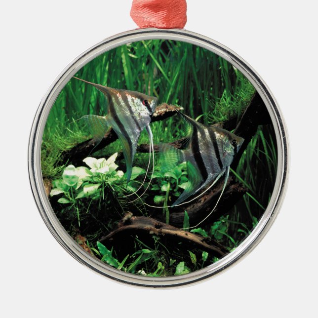 ANGELFISH METAL ORNAMENT (Front)