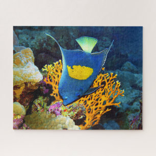 Angelfish picturesque in front of coral, Red Sea   Jigsaw Puzzle