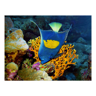 Angelfish picturesque in front of coral, Red Sea   Poster