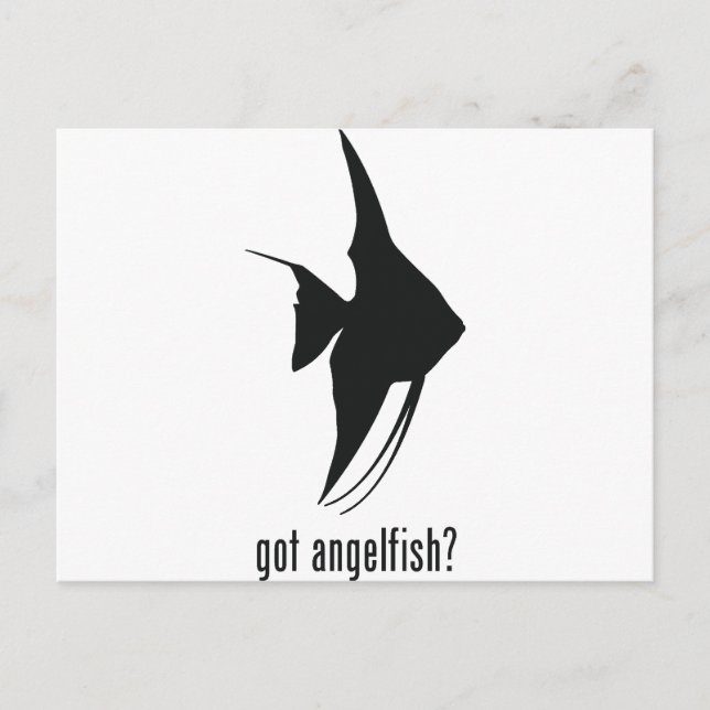 Angelfish Postcard (Front)
