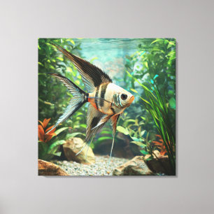 Angelfish swimming in freshwater aquarium canvas print