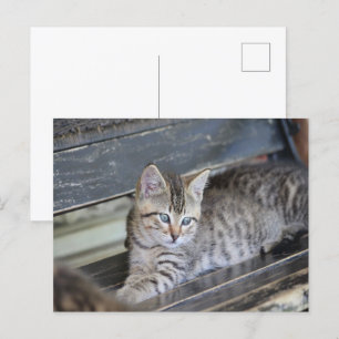 Angelic Kitten Postcard