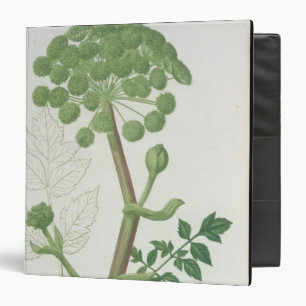 Angelica Archangelica from 'Phytographie Medicale' Binder