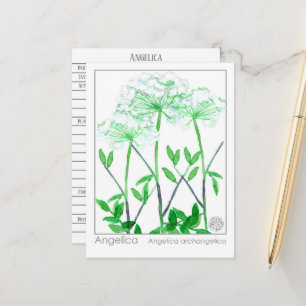 Angelica Materia Medica Herbal Study Card