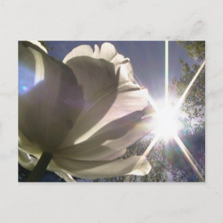 angelique tulip postcard