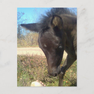 AngelsPhlyby Nite Postcard