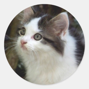 Anges Avec Stickers Whiskers (chaton)