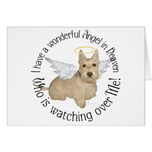 Anges Wheaten Scottish Terrier