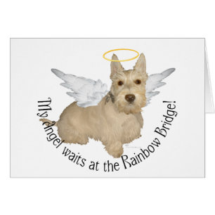 Anges Wheaten Scottish Terrier