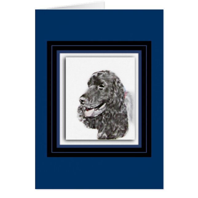 Anglais Cocker Spaniel (Devant)