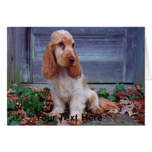 Anglais Cocker Spaniels