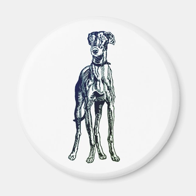 Anglais Greyhound Breed Magnet (Devant)