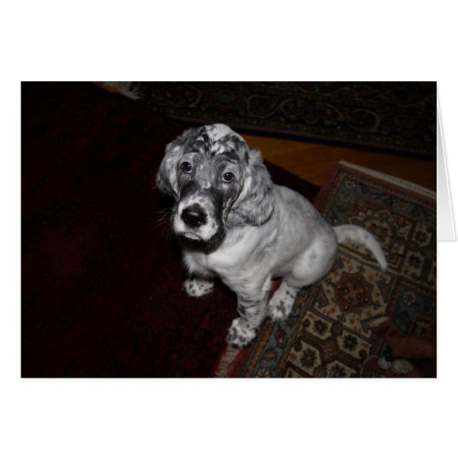 Anglais Setter Puppy (Devant Horizontal)