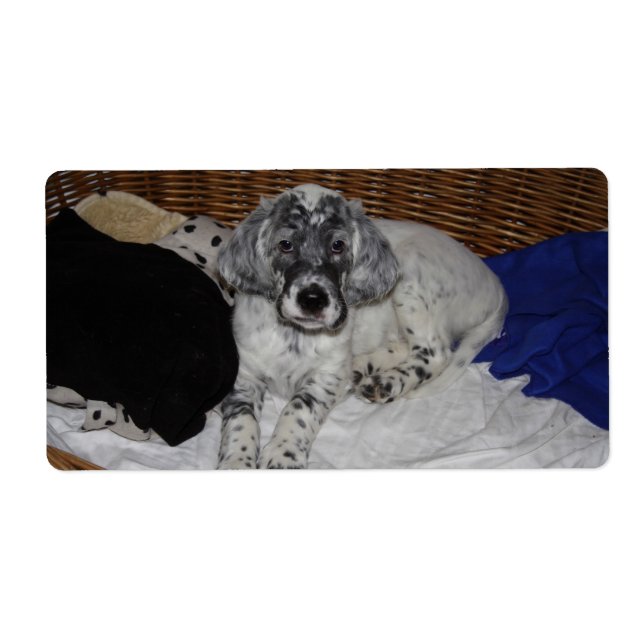 Anglais Setter Puppy (Devant)