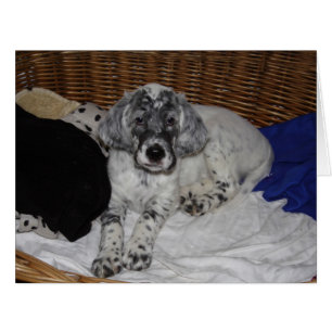 Anglais Setter Puppy