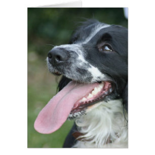 Anglais Springer Spaniel
