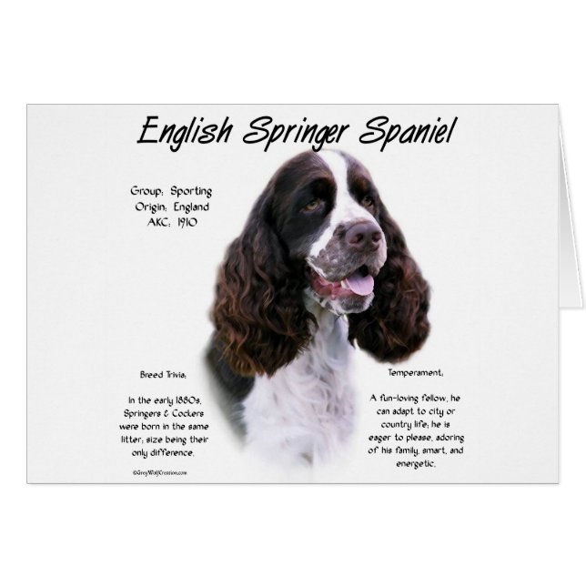 Anglais Springer Spaniel (foie) (Devant horizontal)
