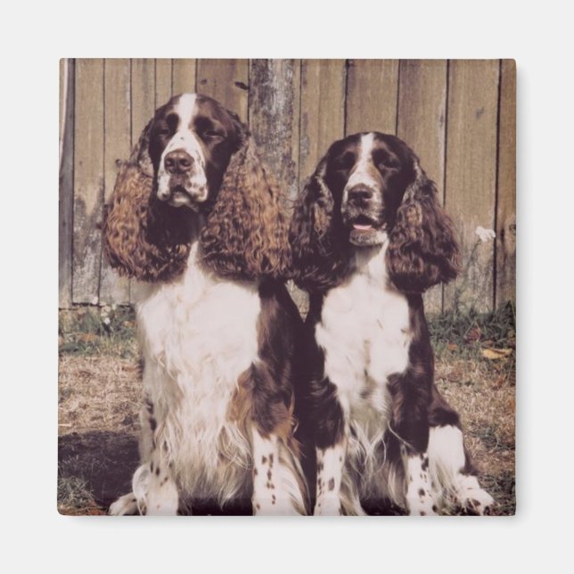 Anglais Springer Spaniel Magnet (Devant)