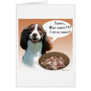 Anglais Springer Spaniel Turquie