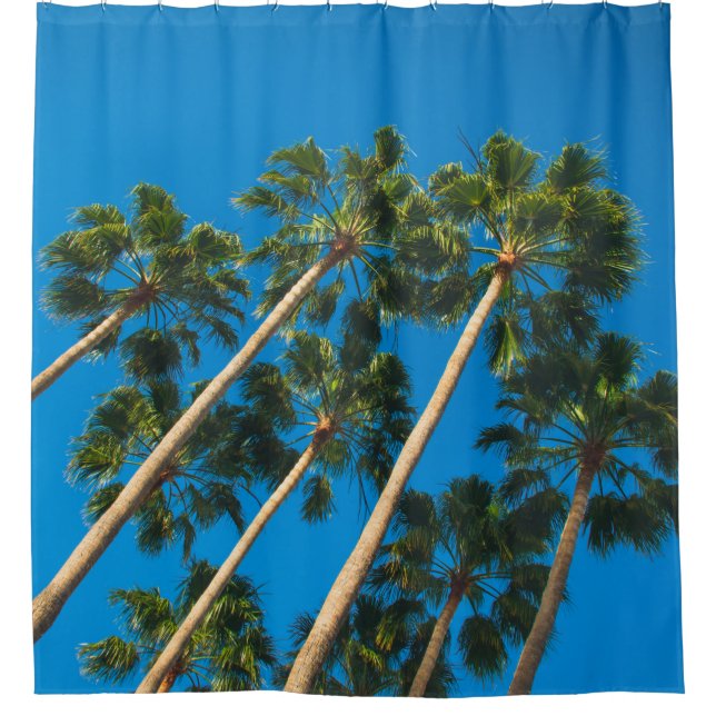Angle perspective of group of tall thin palm trees (Front)