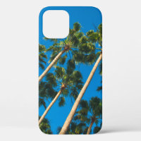Angle perspective of group of tall thin palm trees