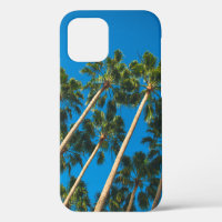 Angle perspective of group of tall thin palm trees