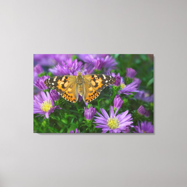 Angle Wing Butterfly On Cone Flower Canvas Print (Front)