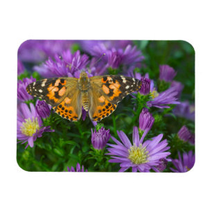 Angle Wing Butterfly On Cone Flower Magnet