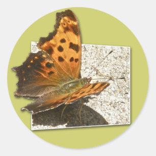 Angle Wing Comma Butterfly Series Classic Round Sticker