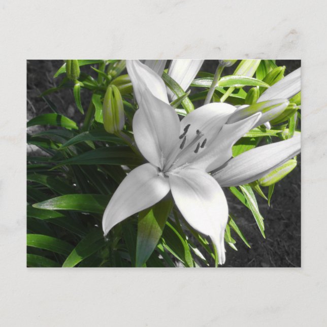 Angled Black and White Lily Postcard (Front)