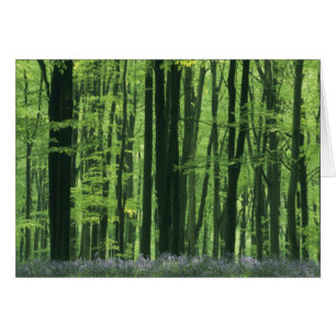 Angleterre, forêt de hêtres et jacinthes des bois