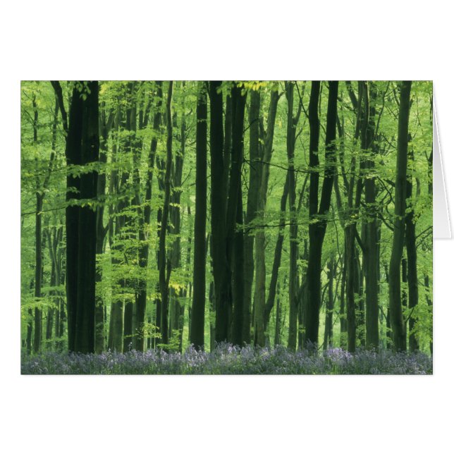 Angleterre, forêt de hêtres et jacinthes des bois (Devant horizontal)
