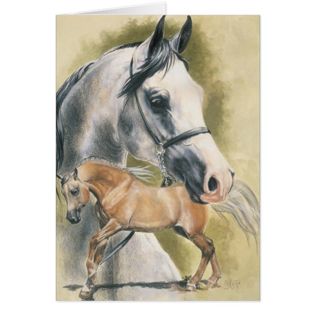 anglo-arabe (Devant)