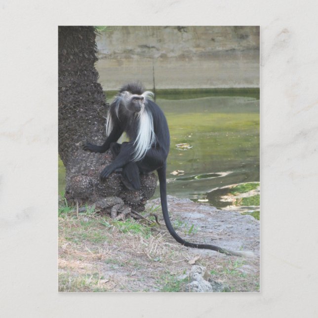 Angolan Black and White Colobus Monkey Postcard (Front)
