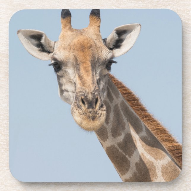 Angolan Giraffe Portrait Coaster (Front)