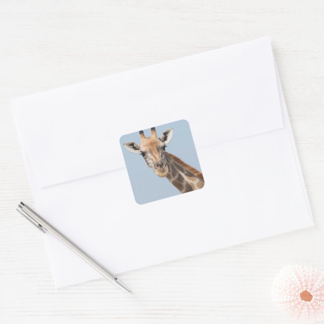 Angolan Giraffe Portrait Square Sticker (Envelope)