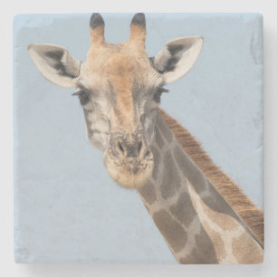 Angolan Giraffe Portrait Stone Coaster