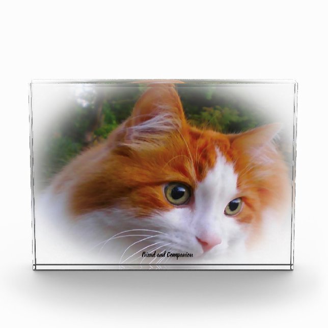 Angora Cat Photo Block (Front)